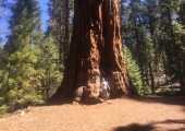 Sequoia National Park